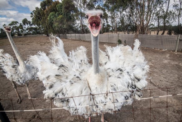 Over the breeding season, the Hastings' ostrich farm will produce around 7000 eggs. 