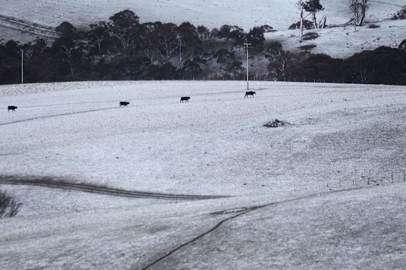 Snow falls across the Central Tablelands, around Oberon and Black Springs, settling on the barren paddocks and dried dams.