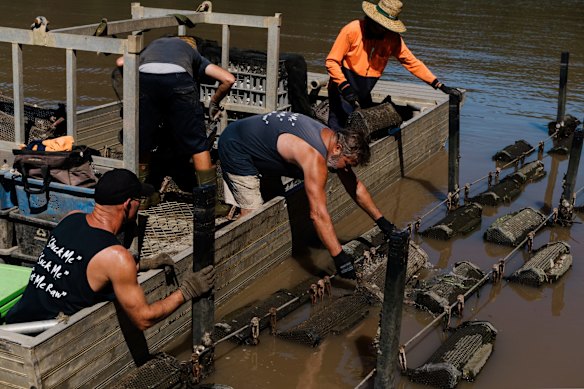 Peter and his employees are relocating oysters from their Marramarra leases to their Porto Bay leases, which are closer to the ocean in a hope that saltwater will return sooner and they can save their oysters.
