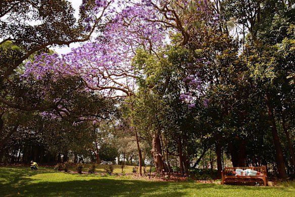 Jacaranda trees in the Royal Botanic Gardens.