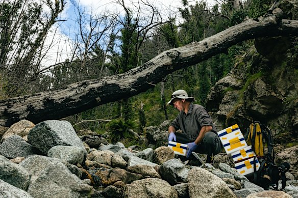 Department of Planning and Environment senior threatened species officer Dave Hunter releases a spotted tree frog in the Kosciuszko National Park 