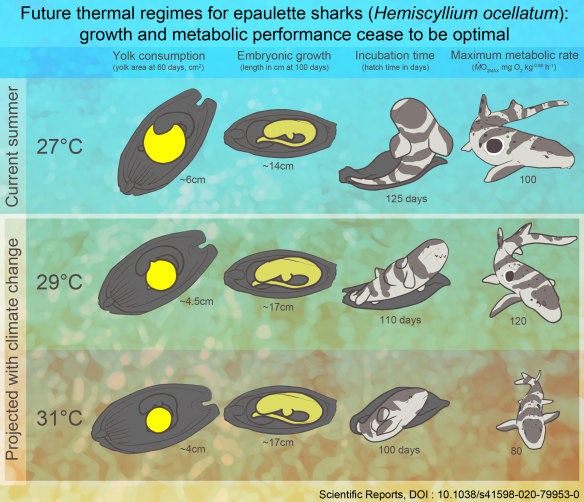 The researchers looked at the effects of rising ocean temperature on epaulette sharks.