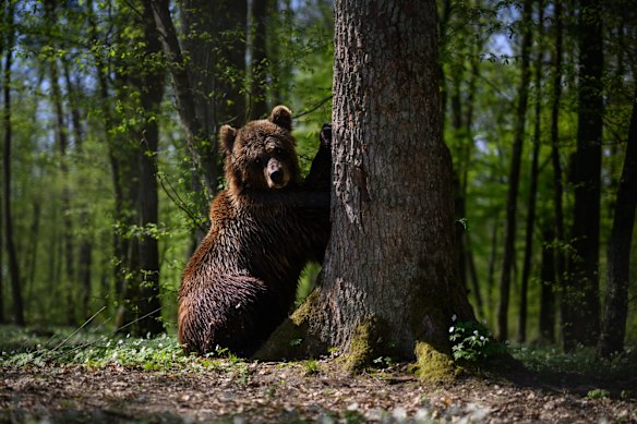 A brown bear recently moved from Kyiv scratches its claws on a tree in its new home at the Bear Sanctuary Damazhyr in Lviv.