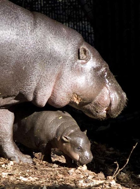 Pygmy hippo calf Kambiri with her mother Petre at Taronga Zoo.