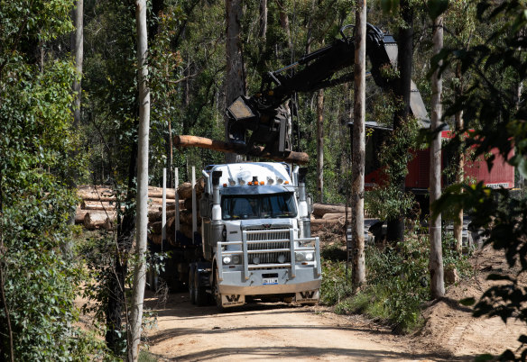 A logging truck is loaded up with timber in a region of the South Brooman State Forest.