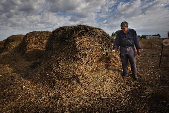 Allan with his bales of hay that have been destroyed through mice infestation.