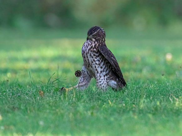 Portfolio Winner: Jia Chen (Oakville, Canada)

Title: 1. Kick-off
Description: The juvenile cooper's hawk has a dream to become a football start. It is practicing. First kick-off.
Animal: Cooper's Hawk
Location of shot: Ontario, Canada Supplied PR image for Traveller, check for reuse. Comedy Wildlife Photography Awards winners 2022