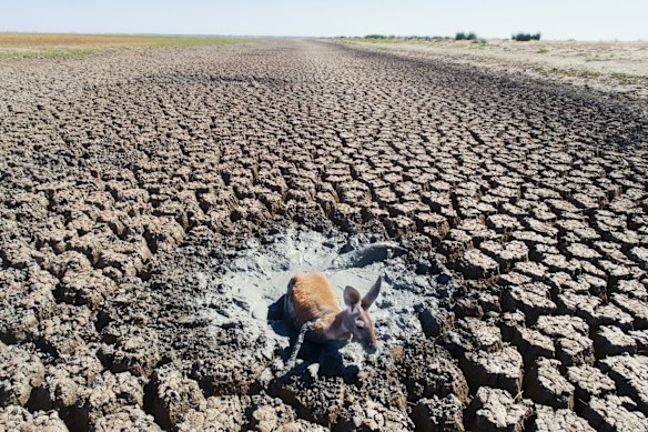 Dying kangaroos are stuck in drying mud in the drainage canal of lake Cawndilla, one of the 4 main lakes of the Menindee Lakes. 10 January 2019