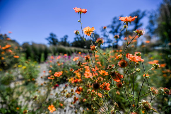 <i>Geum</i> 'Totally Tangerine'.