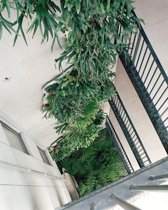 Staghorn and Elkhorn ferns snaking up a stairwell at the Nightingale apartments.