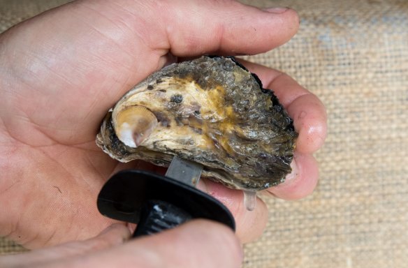 Oyster farmer, Ewan McAsh, with a Sydney rock oyster.