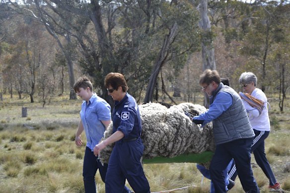 RSPCA workers removing the sheep for shearing. 