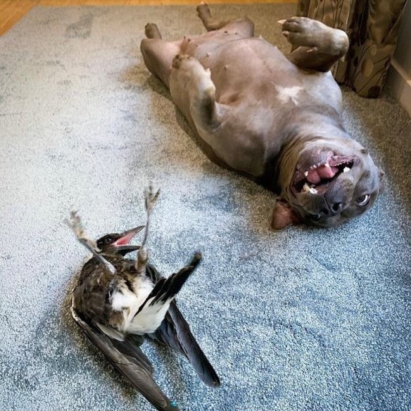 Peggy the Staffy and Molly the Magpie. The pair will be reunited after the dog’s owners, Juliette Wells and Reece Mortensen, gain the appropriate wildlife licences.