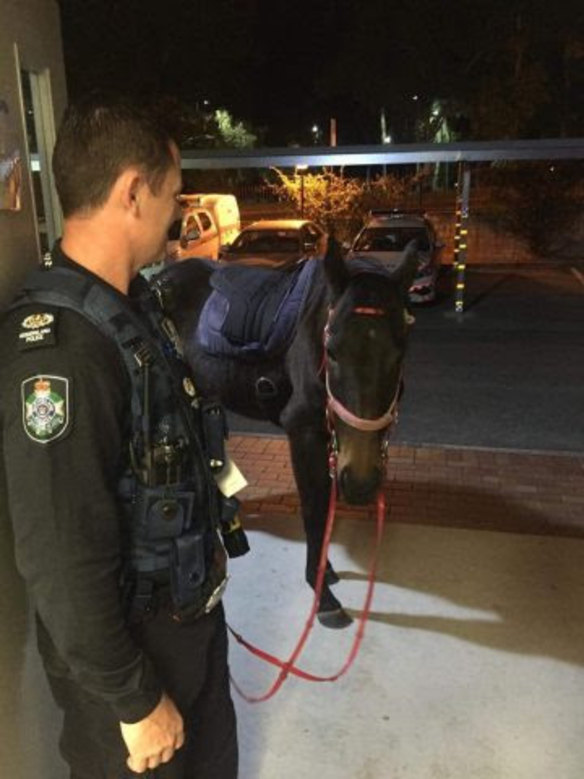 A 51-year-old woman allegedly rode a horse through a Logan bottle shop in Brisbane's south on June 4, 2018.