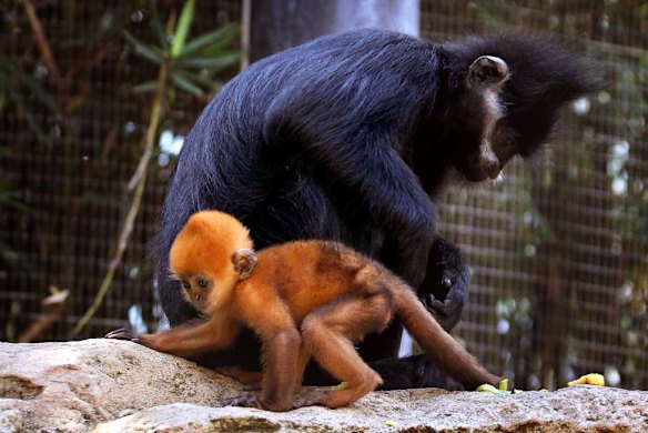 Taronga shows off orange baby monkey