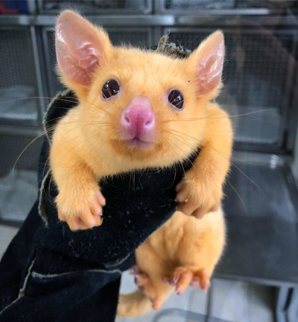 Pikachu the golden possum.