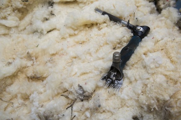 The fleece after it was removed.