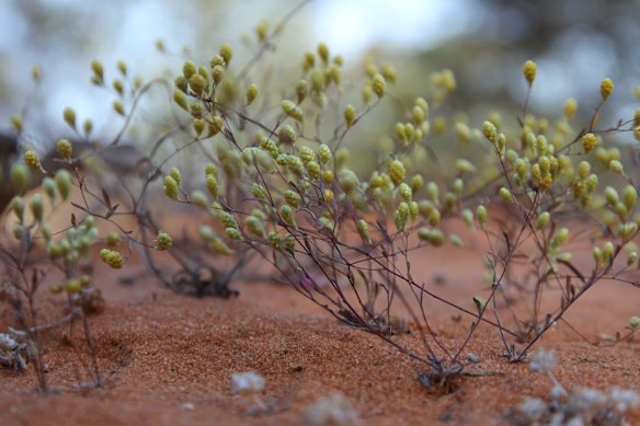 Wildflowers on the station