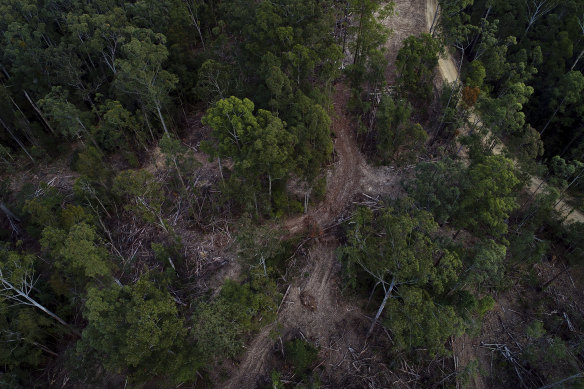 The Lower Bucca State Forest near Coffs Harbour. Forestry Corp has suspended logging in this region of NSW after last week’s huge rainfall and subsequent floods.