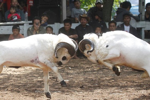 Ram fighting in Indonesia