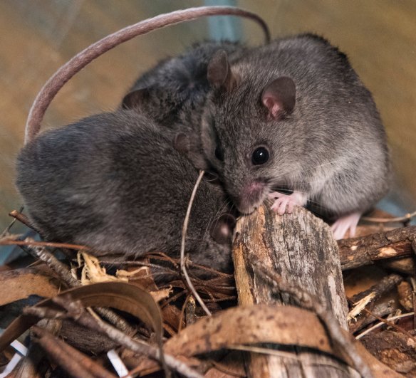 The critically endangered smoky mouse may have lost a quarter of its habitat in NSW and potentially more in Victoria because of the fires.