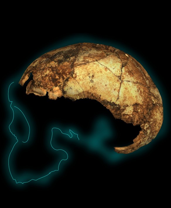 Homo erectus cranium. The remains of a hominin, any hominin, is considered a thrilling find.
