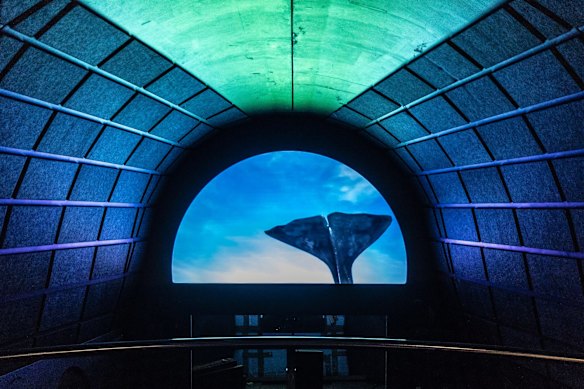 A multimedia immersive installation at the Australian Museum whale exhibition.