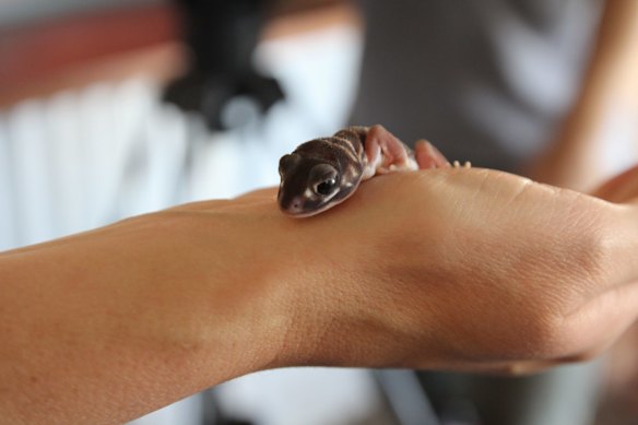 Trapped, to be released: the "charismatic" smooth knob-tailed gecko. 