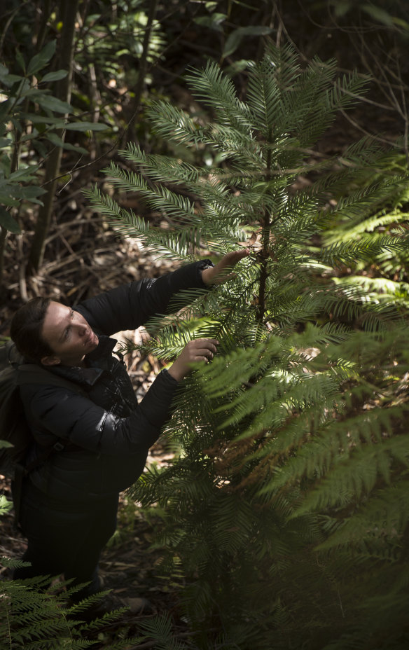 Dr Heidi Zimmer admires one of the Wollemi pines planted as insurance six years ago.