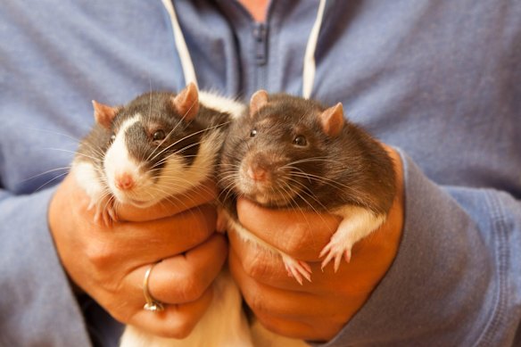 The Australian Rat Fanciers Society, no seriously