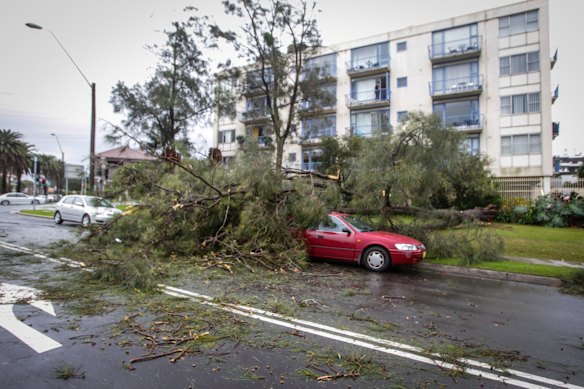 A tree has fallen on 2 cars in George's Place in North Wollongong.
