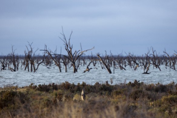 Dead trees in what was known as Barren Box Swamp before its name was changed to a storage, and its water used for nearby farms.