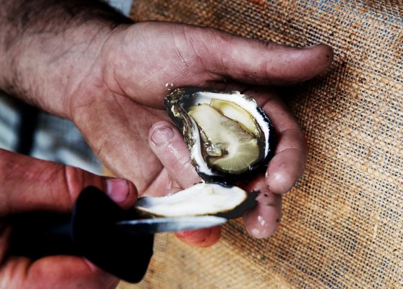 Oyster farmer, Ewan McAsh, with a Sydney rock oyster.
