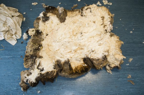 The fleece came off in one piece.