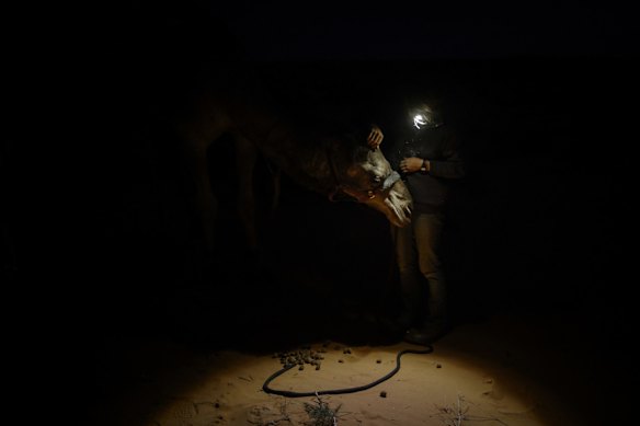 Sophie Matterson tends to her camel Delilah by torch light on  near Oodnadatta, Australia. The chains are a restrictive measure to help keep the Camels close to camp at night. Sophie Matterson, 32, is on a 5,000km journey - walking with five camels coast to coast from Australia's western-most point in Shark Bay, Western Australia, to its eastern-most point in Byron Bay, New South Wales. 