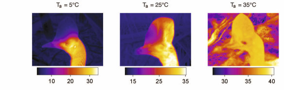 Thermal images show how the cassowary regulates its body temperature - in cooler temperature shown left, warm blood is restricted from the casque and remains in the body. At right, it flows into the casque where it is cooled before being pumped back into the body.