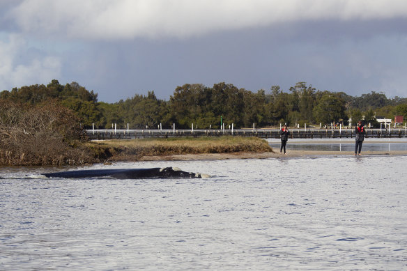 The whale has come close to the shore at Lake Wallis.