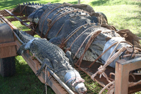 Rangers captured two crocodiles today, the second 'baby' croc still being more than two metres long.