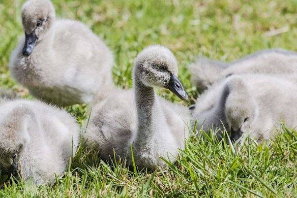 Spring baby animals