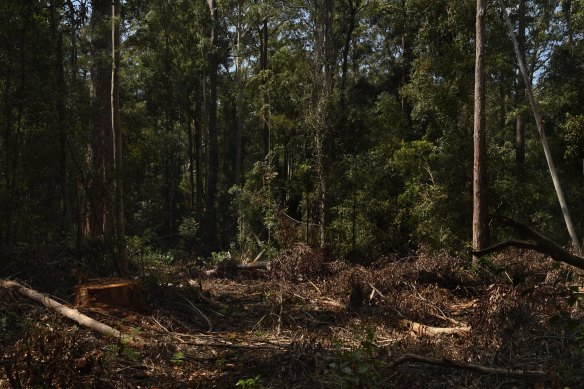 The big bushfires of 2019-20 has added to the pressure on timber supplies whether from state forests or private land. 