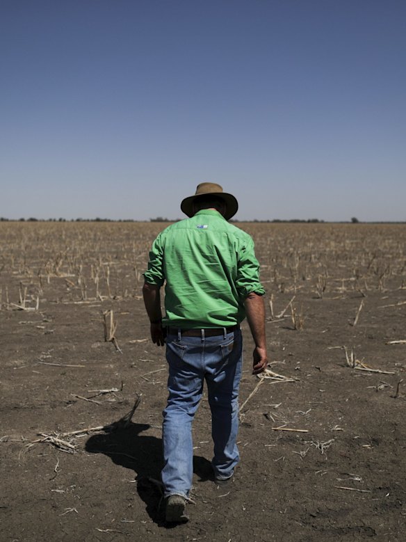 Farmer Dan Reardon with a failed sorghum crop on his property in Moree.