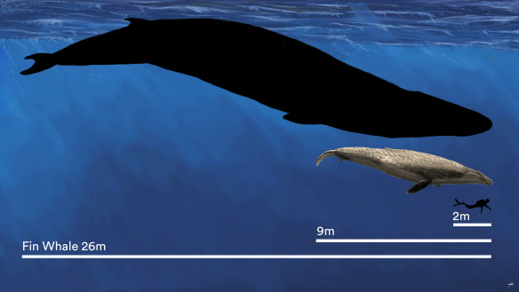 The size of a modern fin whale (black shape) compared with its ancient ancestor, the Murray River baleen whale, and a human.