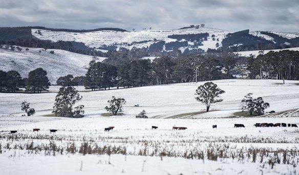 Cattle search for feed as snow blankets the  Oberon region.