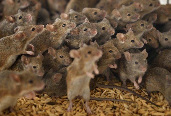 Thousands of mice during the day as they become trapped inside grain storage vessels where they die from poisoning or drown.