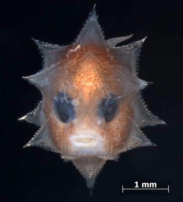 A 2.7 mm long larval ocean sunfish from the Ichthyology Collection of the National Science Museum, Tokyo. 