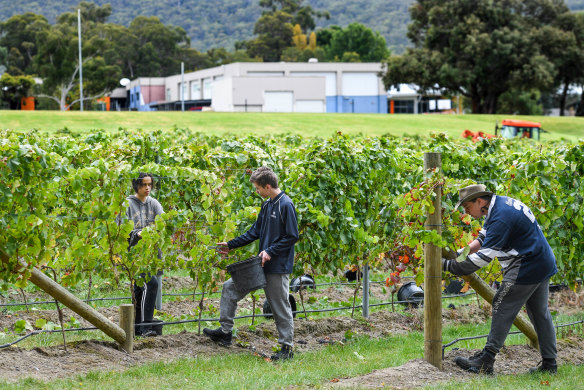 The empty back paddock was planted with vines three years ago, in a first for a state school in Victoria. 