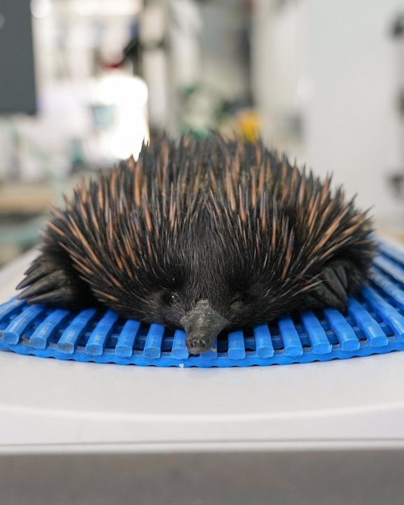 An echidna undergoes medical treatment after being injured in the floods.