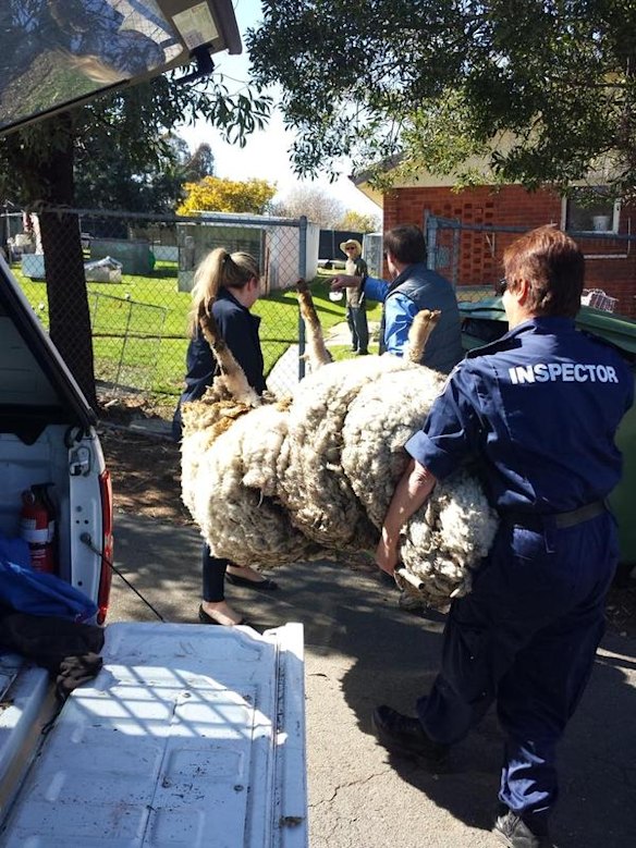 The sheep was found near Mulligans Flat.