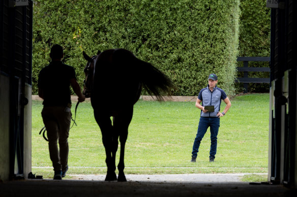 Trainer Mitch Freedman looks at a yearling who will go through the sales ring at Inglis’ Melbourne Premier Sale next week.