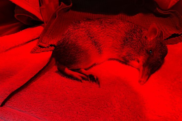 A bandicoot under a warmth lap during examination at the Byron Bay wildlife hospital, in New South Wales.